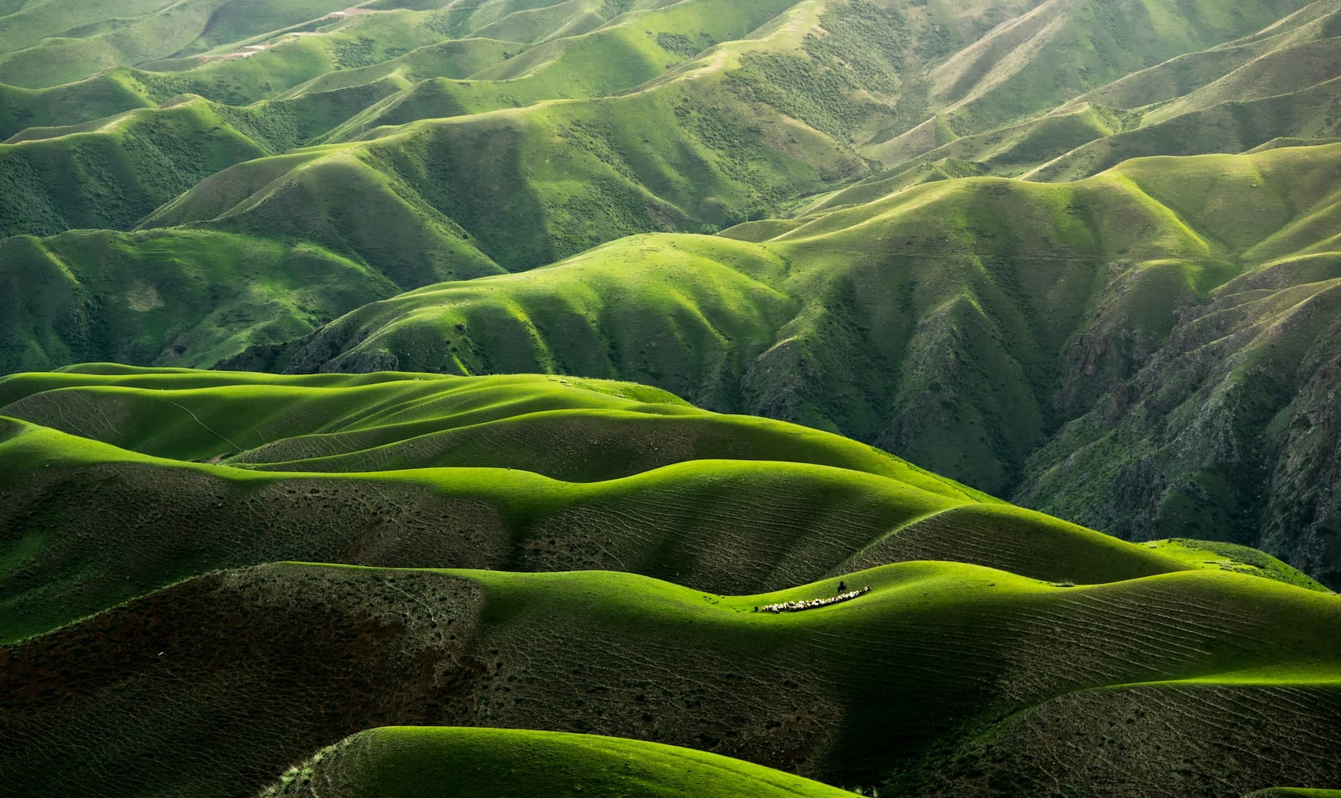Cover Image for Nature is conscious of its being