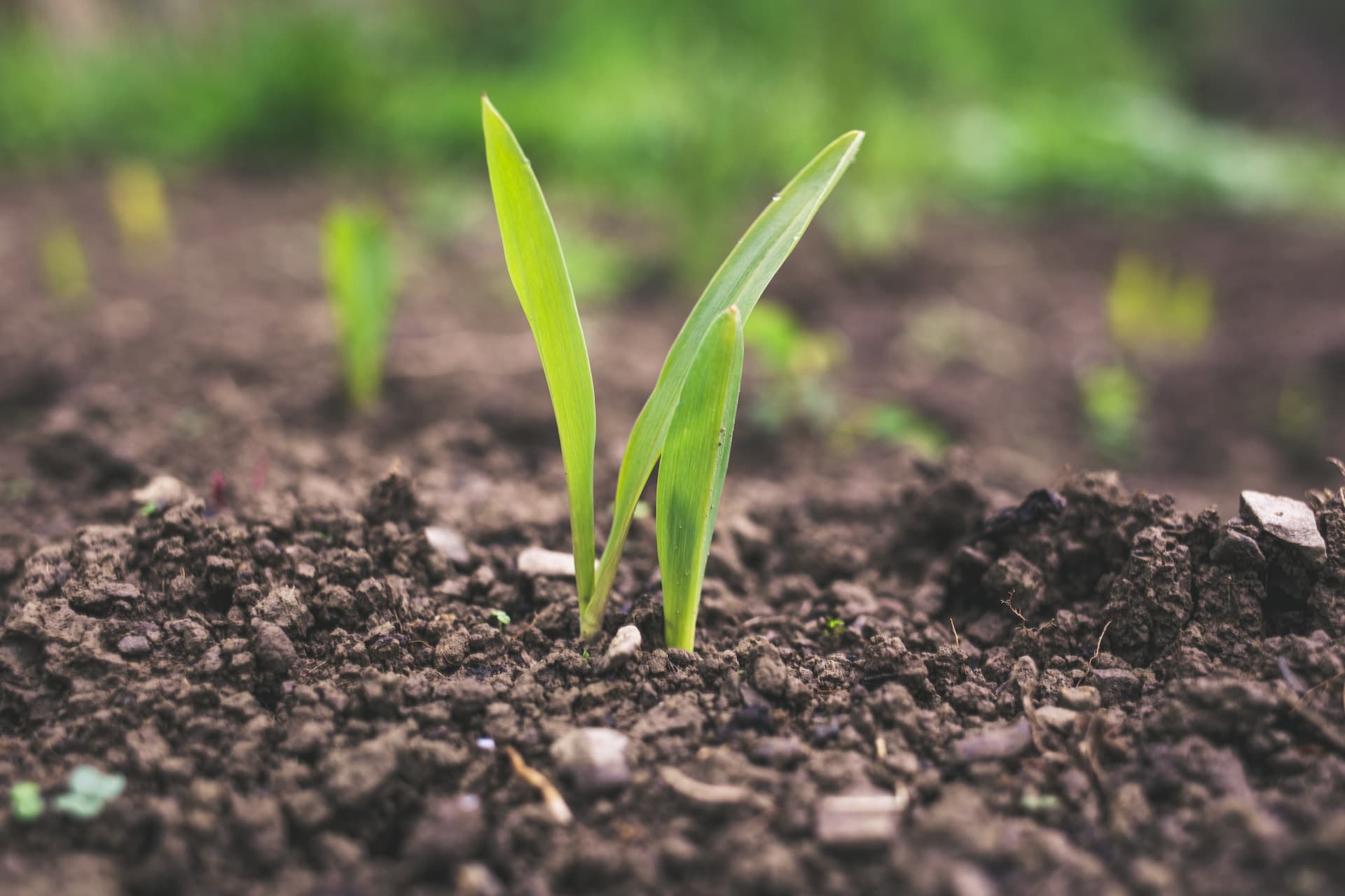Cover Image for Why NOT fertilizers?